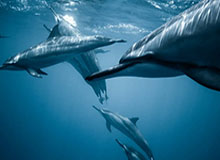 巴赫访日仍有批评声音 民众未打消对东奥疑虑